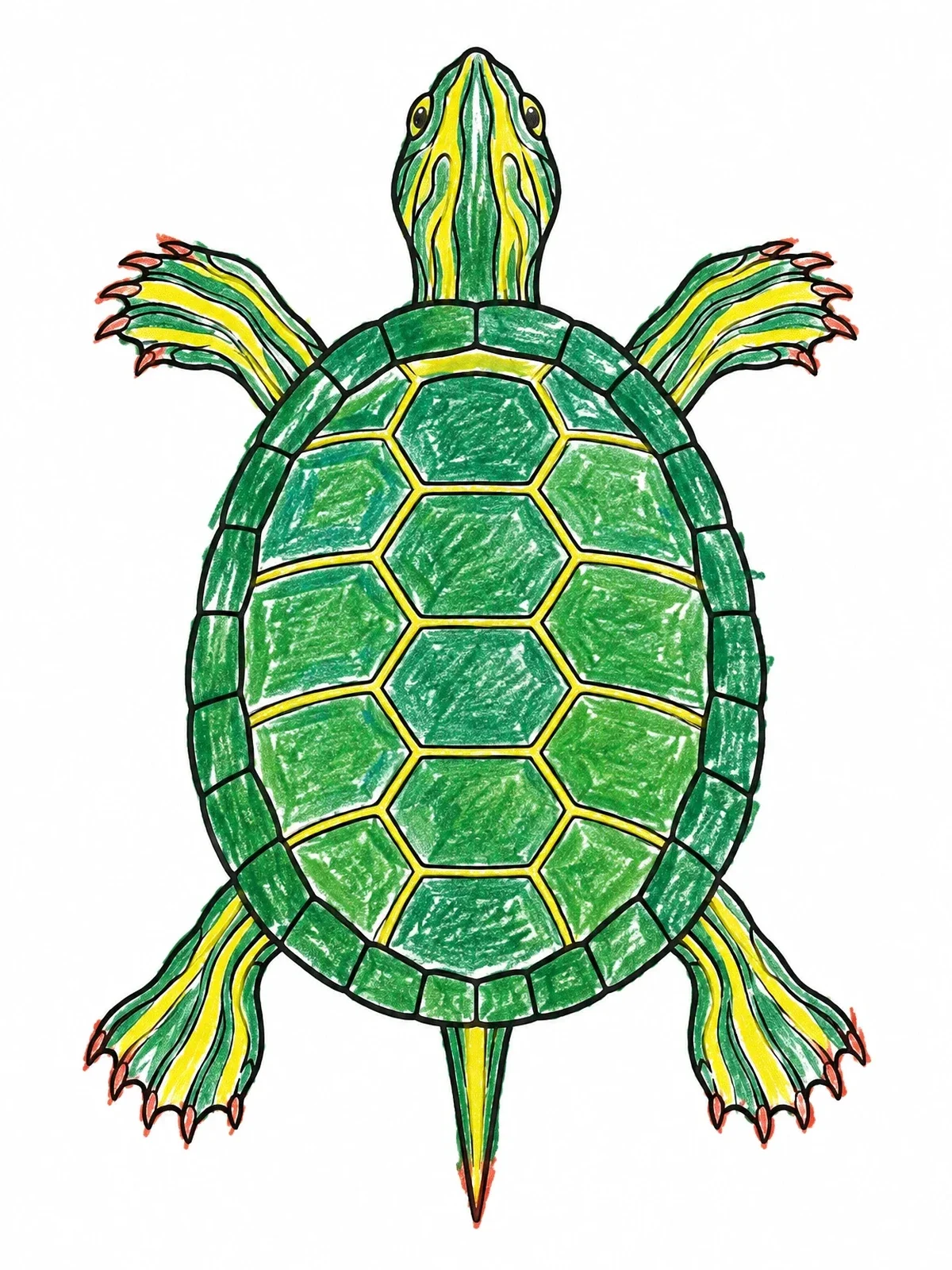 Colored example of the Top Down View Of A Painted Turtle coloring page