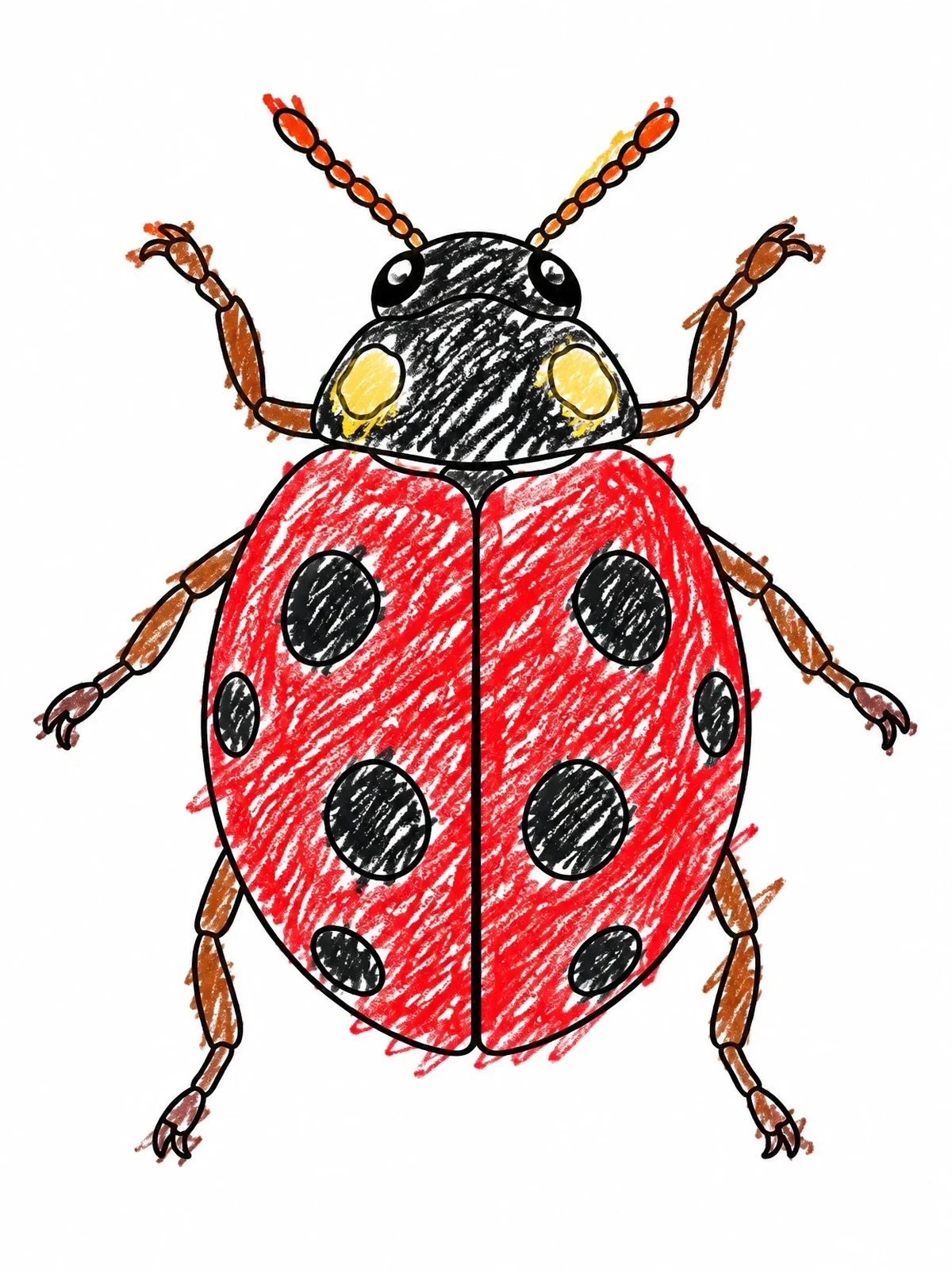 Colored example of the Top Down View Ladybug coloring page