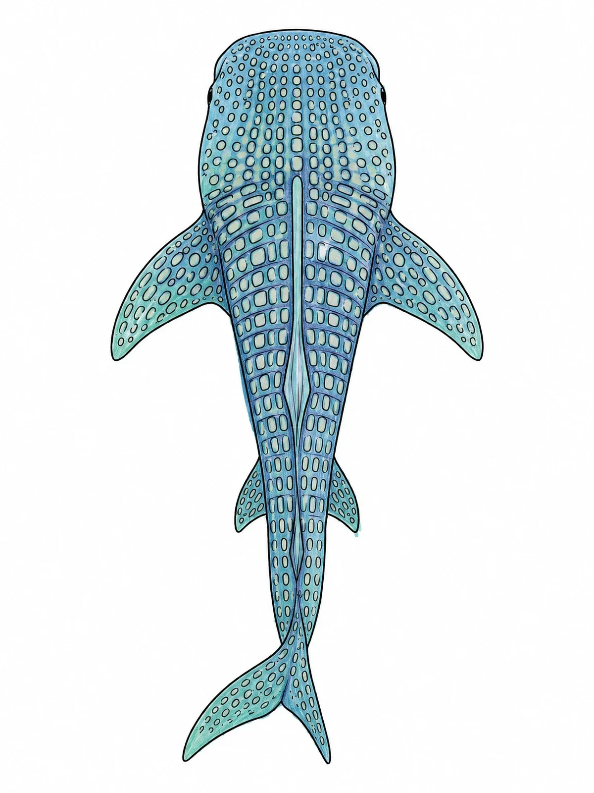 Colored example of the Top Down Whale Shark Pattern coloring page