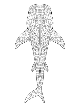 Free printable Top Down Whale Shark Pattern coloring page