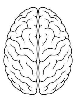 Top view of human brain hemispheres on this clear brain coloring page.