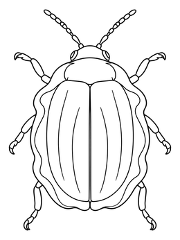 Top-down view of a tortoise beetle coloring page with distinct shell margins.