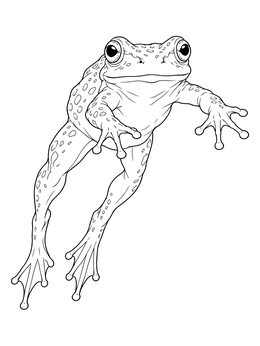 A detailed frog coloring page showing an amphibian leaping mid-air with outstretched legs.
