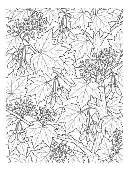 A detailed tree coloring page filled with maple leaves, delicate blossoms, and winged seeds.