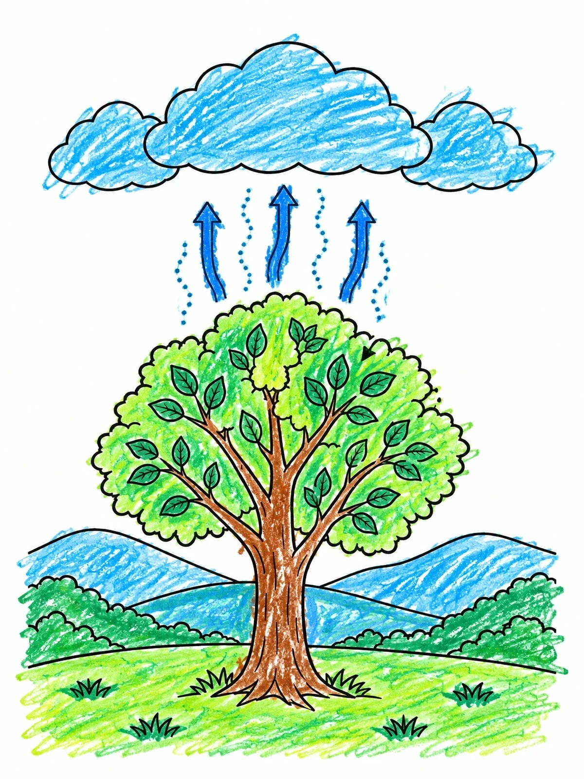 Colored example of the Plant Transpiration In The Water Cycle coloring page