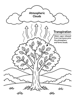 Free printable Plant Transpiration In The Water Cycle coloring page