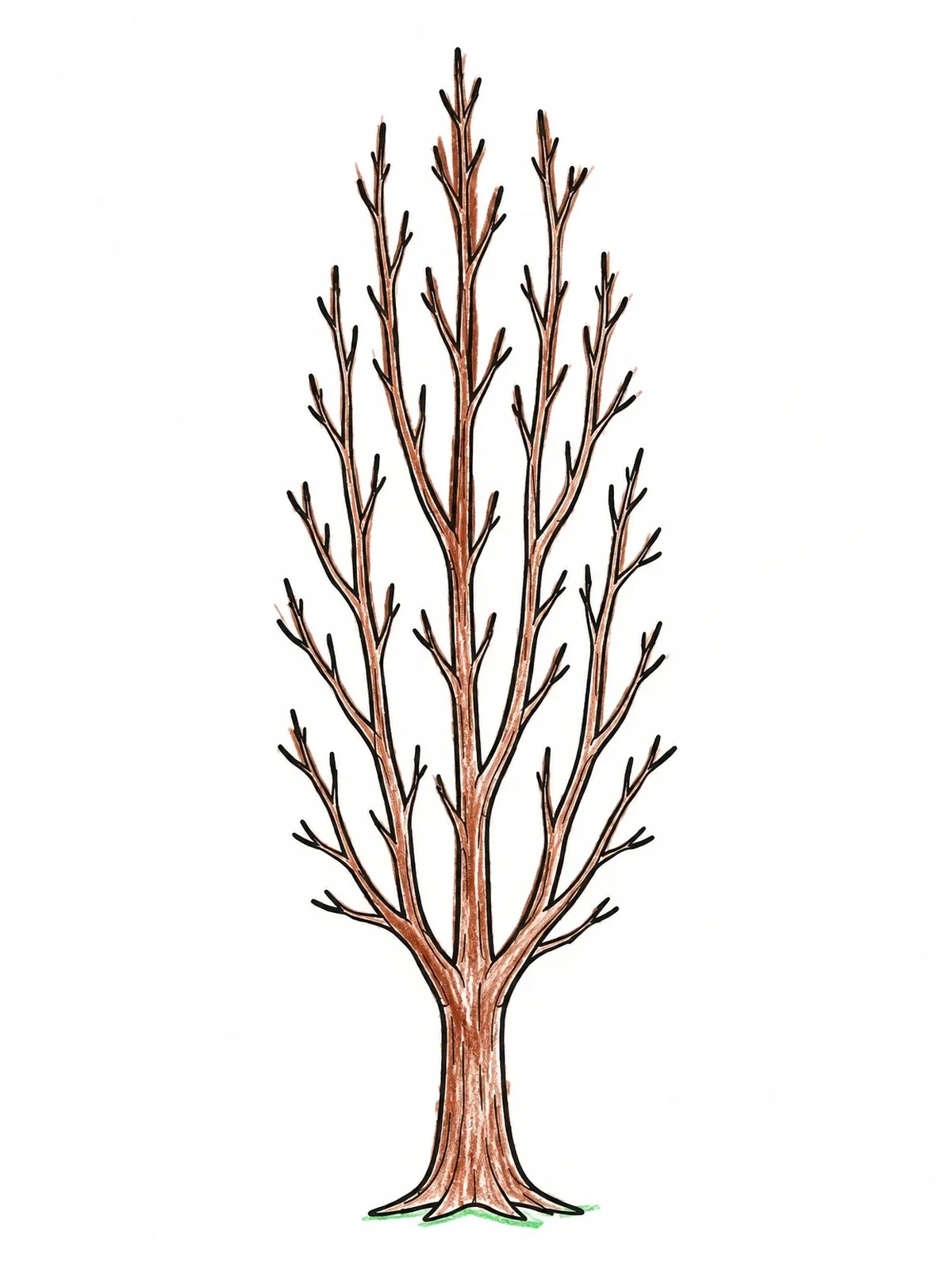 Colored example of the Tall Leafless Poplar Tree coloring page