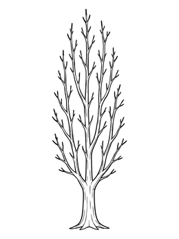 Free printable Tall Leafless Poplar Tree coloring page