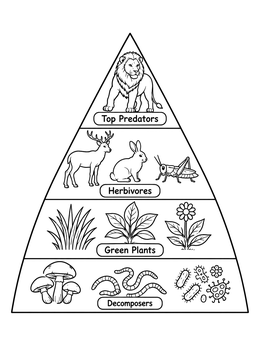 An educational food chain coloring page showing trophic levels from decomposers to top predators in a pyramid.