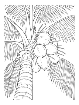 A detailed tropical coloring page featuring ripe coconuts hanging from a tall palm tree.