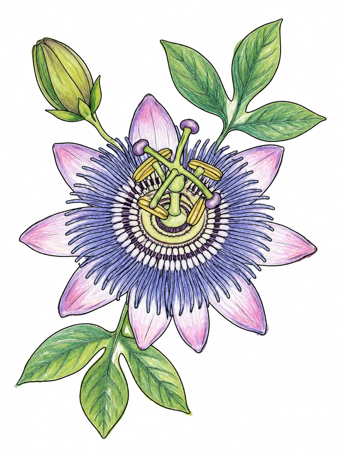 Colored example of the Realistic Passionflower In Bloom coloring page