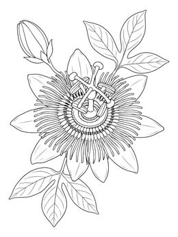 Free printable Realistic Passionflower In Bloom coloring page