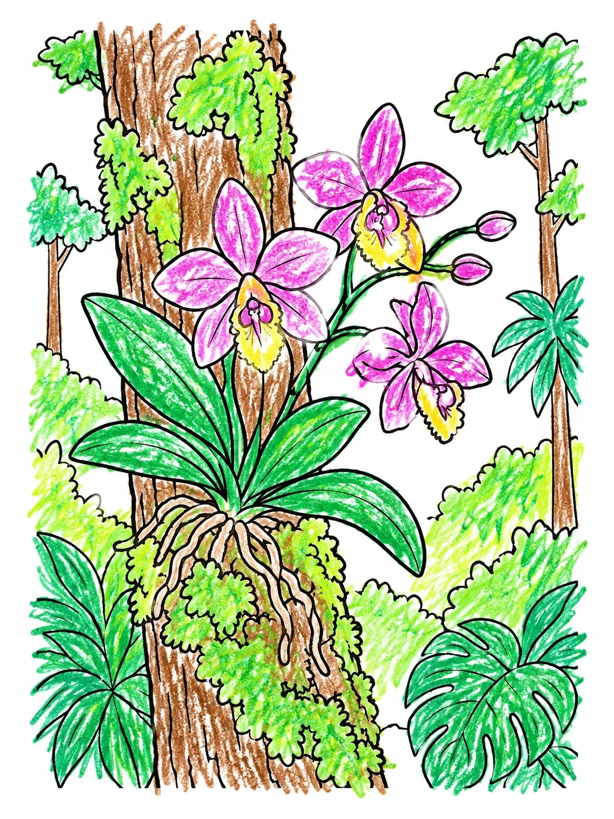 Colored example of the Wild Orchids On Rainforest Tree coloring page