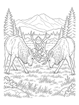 Free printable Two Bull Elks Locking Antlers coloring page