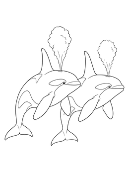Two orcas swim side by side in this killer whale coloring page.