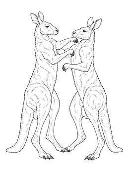 A realistic kangaroo coloring page showing two adult males sparring on their hind legs.