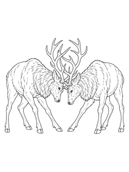 A detailed reindeer coloring page showing two bucks locking large antlers in a duel.