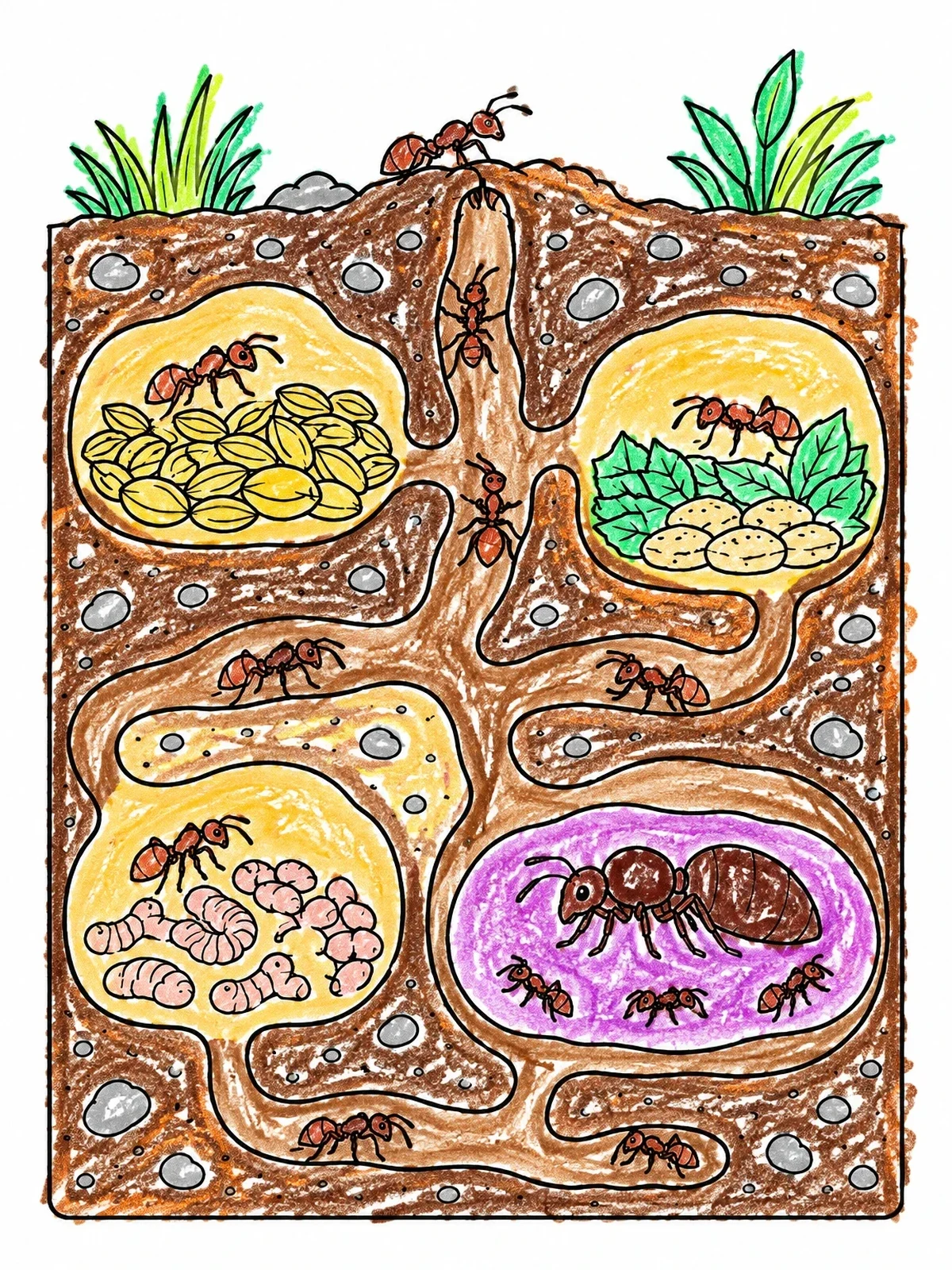 Colored example of the Underground Ant Colony Cross Section coloring page