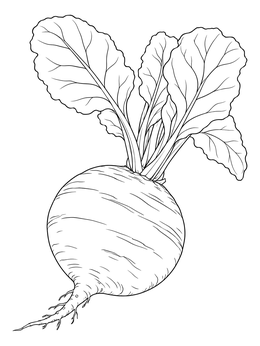 A detailed vegetable coloring page showing a round beet with leafy greens.
