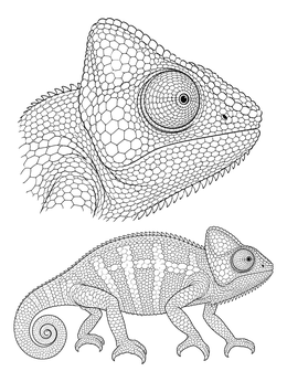 A detailed chameleon coloring page displaying a close-up head portrait and a full-body side view.