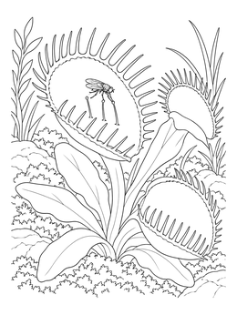 A fly rests near trigger hairs in this detailed venus flytrap coloring page.