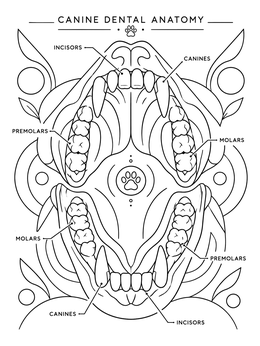 Detailed veterinary coloring page illustrating canine dental anatomy with labeled teeth.