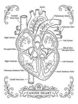 Detailed canine heart diagram in a veterinary coloring page with clear anatomical labels.