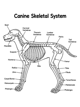 A detailed veterinary coloring page illustrating the canine skeletal system with labeled bones.
