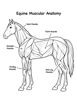Detailed equine muscular anatomy chart on a veterinary coloring page.