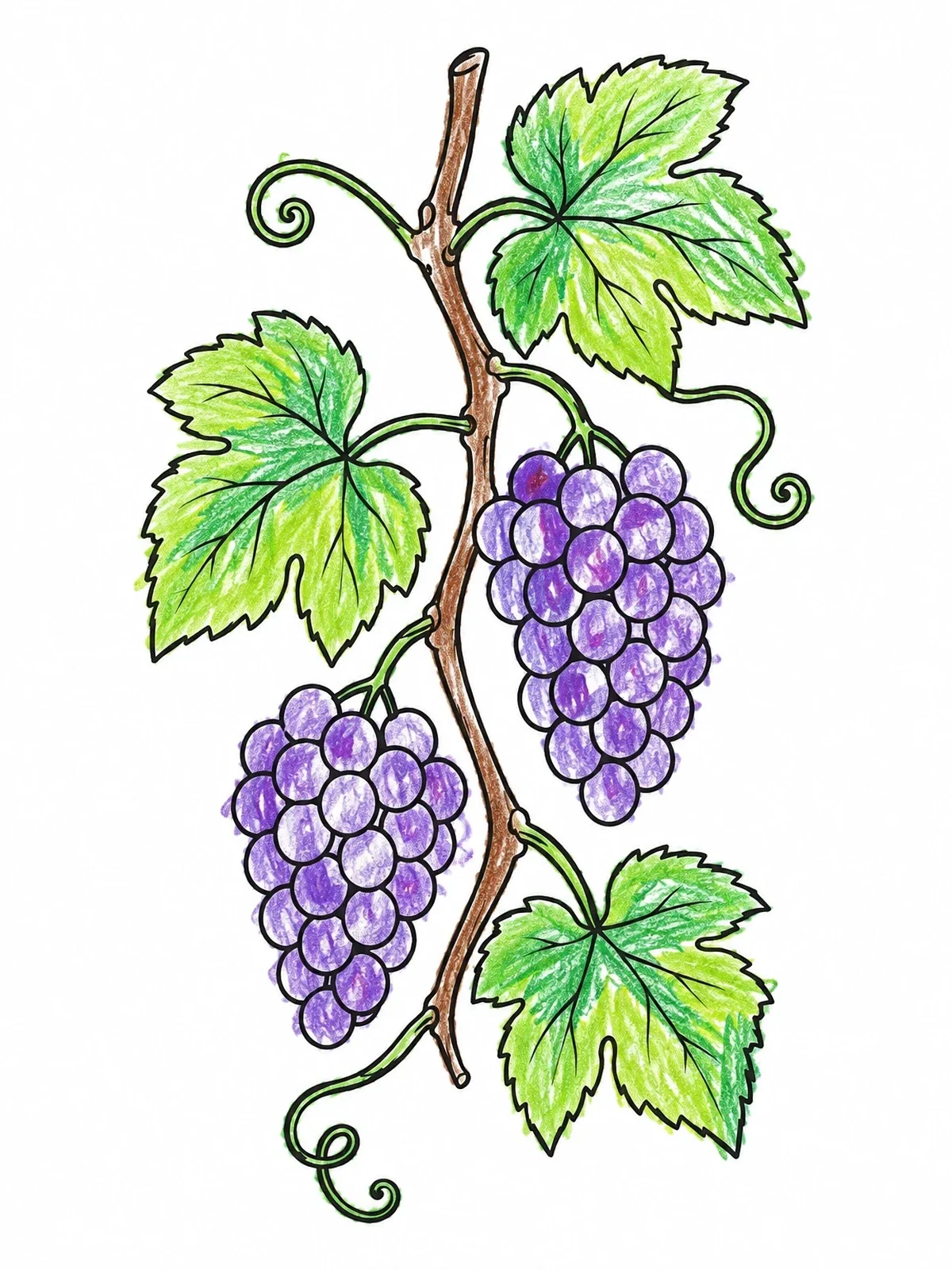 Colored example of the Grapevine Branch With Bunches Of Grapes coloring page