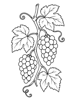 Free printable Grapevine Branch With Bunches Of Grapes coloring page
