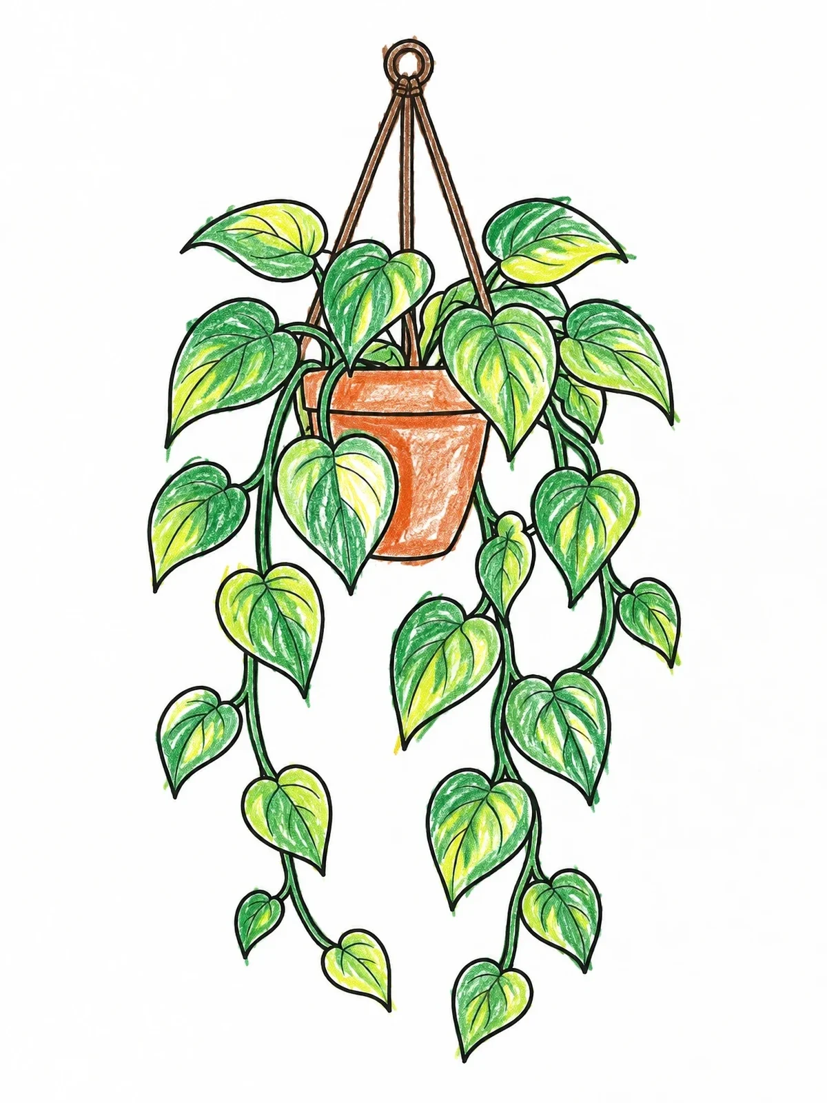Colored example of the Hanging Pothos Vine In Pot coloring page