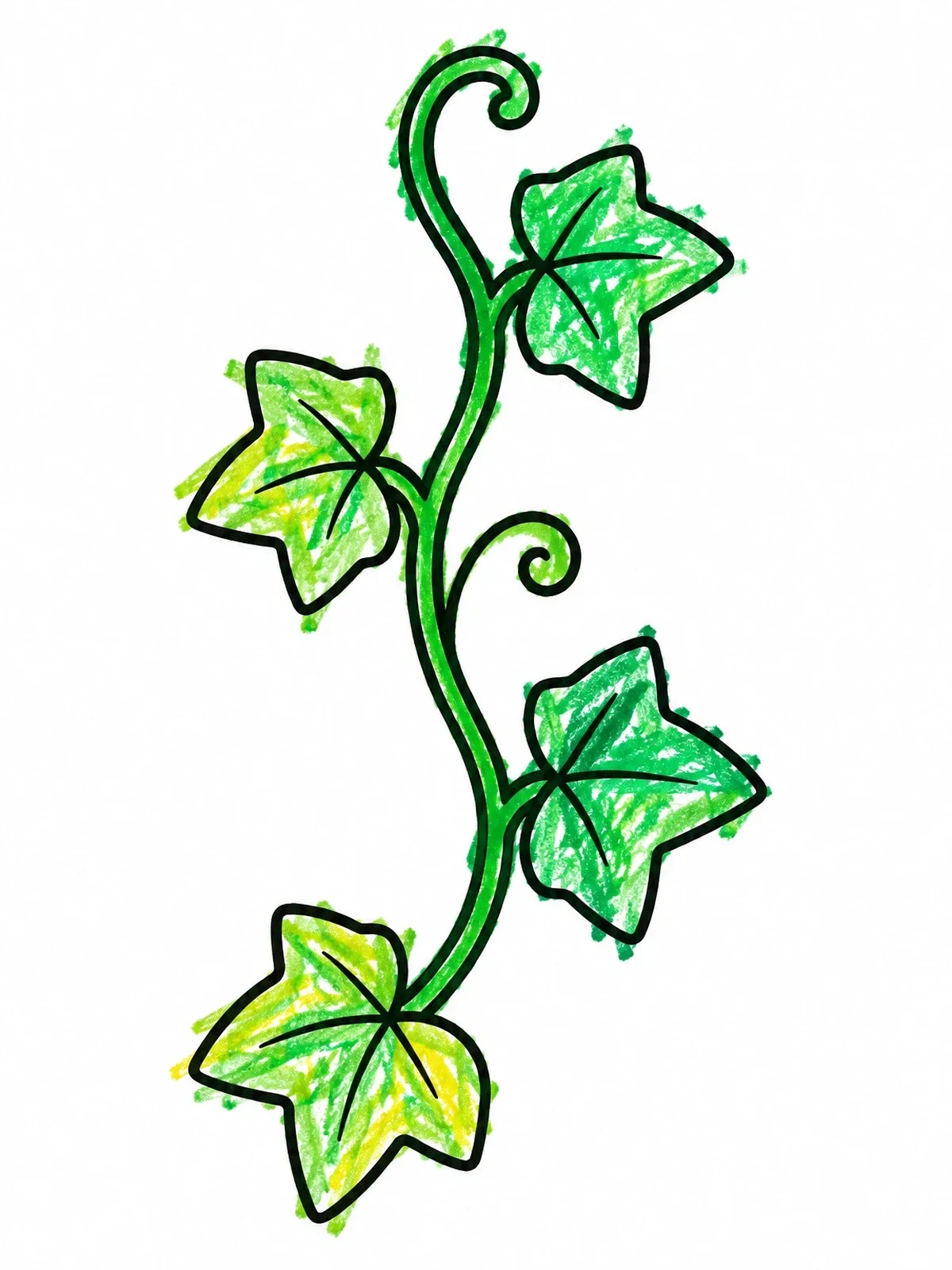Colored example of the Simple Climbing Ivy Vine coloring page