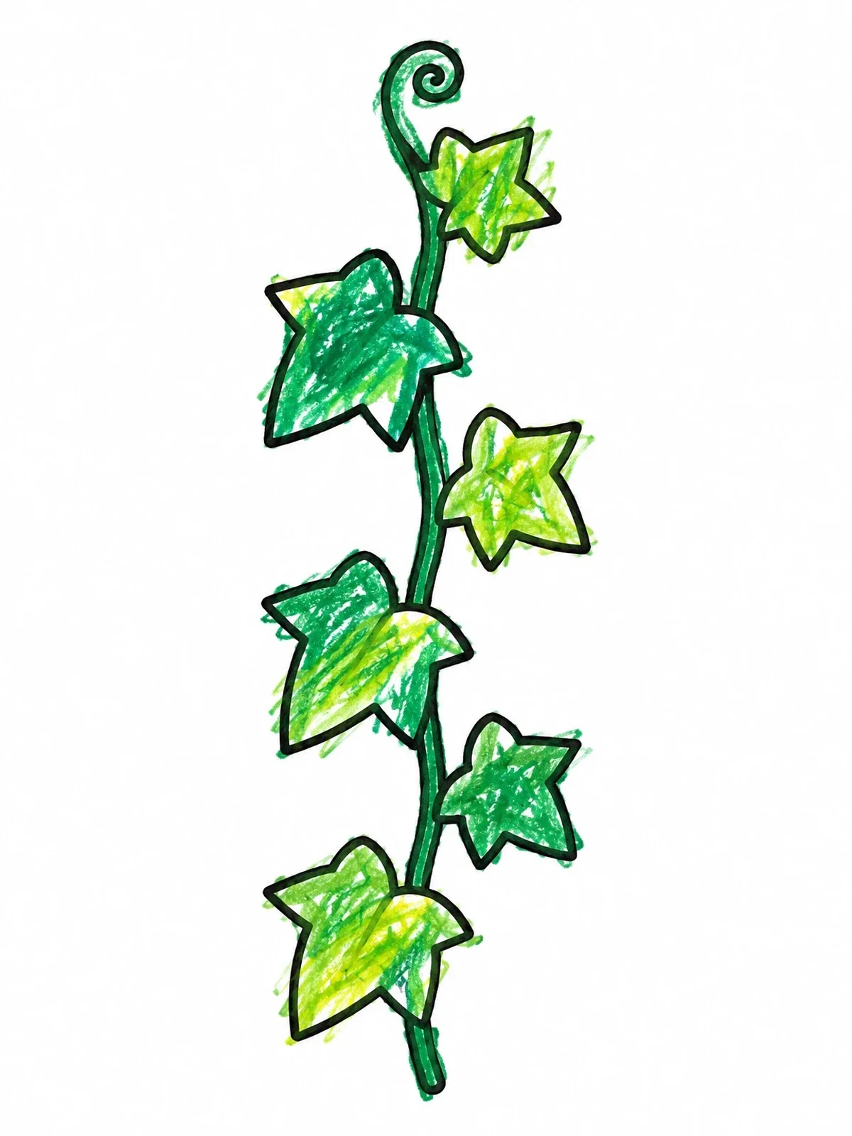 Colored example of the Single Climbing Ivy Vine coloring page