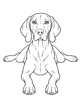 Free printable Vizsla Splooting On The Floor coloring page