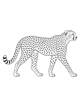 A detailed cheetah coloring page featuring an adult cheetah walking in side profile.