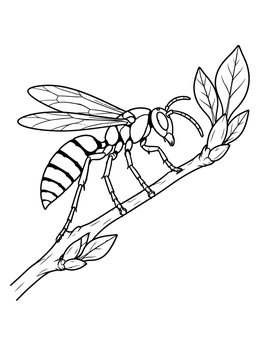 A detailed wasp coloring page showing an insect perched on a slender budding twig.