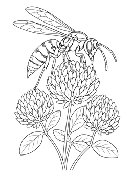 A detailed wasp coloring page showing the insect resting on blooming clover flowers.