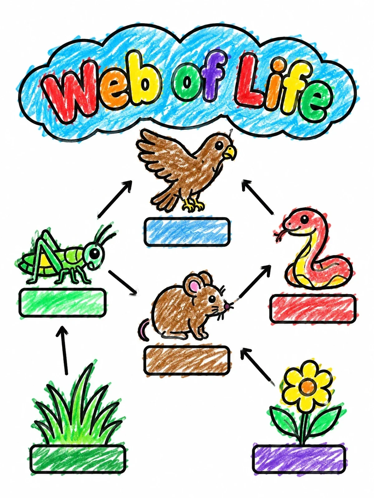 Colored example of the Web Of Life Food Chain Diagram coloring page