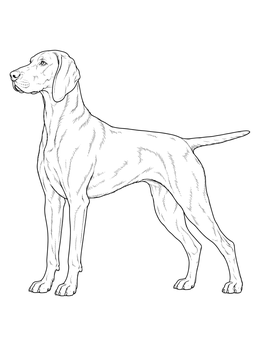 A detailed weimaraner coloring page showing the dog standing proudly in a side profile.