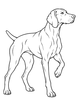 An alert hunting dog pauses on this detailed weimaraner coloring page.