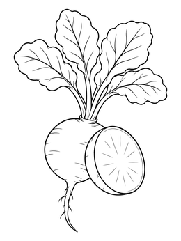 A detailed radish coloring page featuring leafy greens and a sliced cross-section.