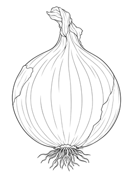 Detailed onion coloring page showing a whole bulb with roots and papery skin layers.