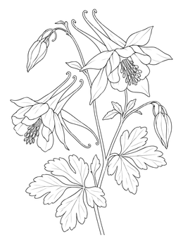 Detailed wild flower coloring page featuring columbine blossoms and leaves.