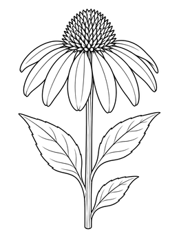 Free printable Blooming Coneflower Botanical Line Art coloring page