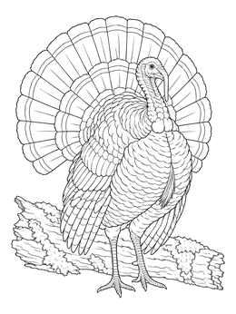 Detailed wild turkey coloring page showing a tom strutting with fanned tail feathers on a log.