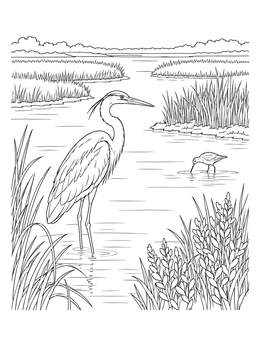 Free printable Heron In Coastal Wetland coloring page