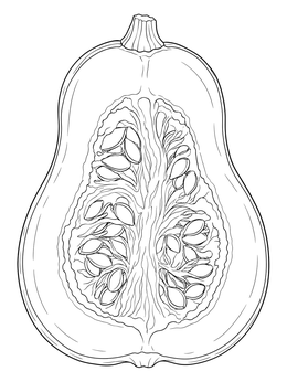 Detailed winter squash coloring page showing seeds and pulp in cross-section.