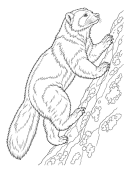 A detailed wolverine coloring page showing the animal scaling a rocky slope with lichen.