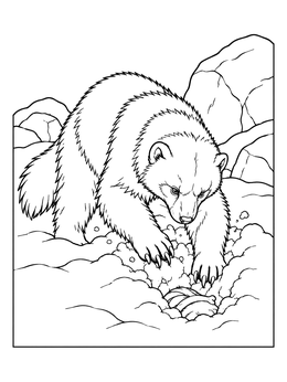 A detailed wolverine coloring page showing the animal unearthing food from deep snow.